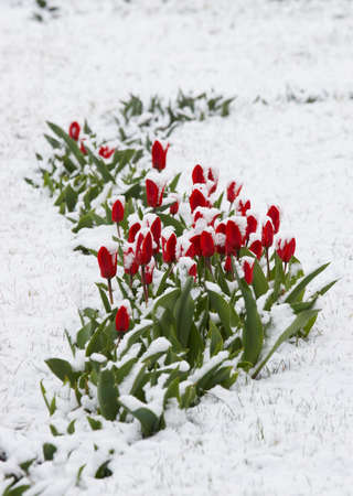 Tulips fallen asleep by last snow of leaving winter の写真素材