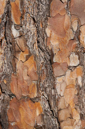 Bark of an old pine in the spring in a sunny dayの写真素材
