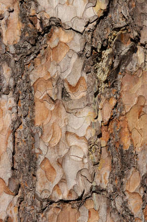 Bark of an old pine in the spring in a sunny dayの写真素材