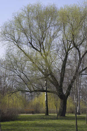 Bench under a linden in spring park in a sunny dayの写真素材