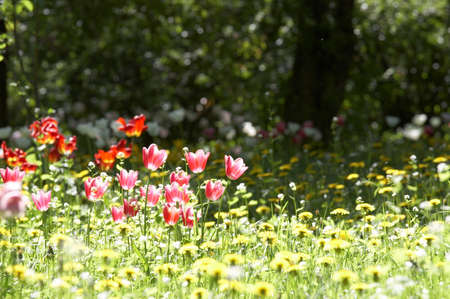 Red and pink tulips on a meadow in the middle of dandelionsの写真素材