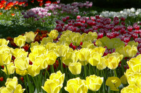 Lawn of yellow and red tulips shined{covered} by the sun の写真素材