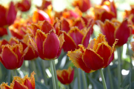 Shaggy Red tulips on a lawnの写真素材