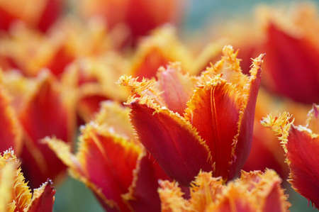 Shaggy Red tulips on a lawnの写真素材