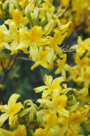 Yellow rhododendron growing in a gardenの写真素材