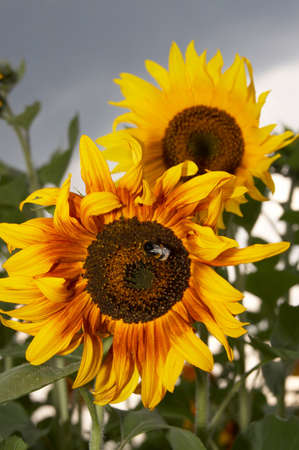 Sunflowers and a bumblebee in a field on a background of the cloudy sky の写真素材