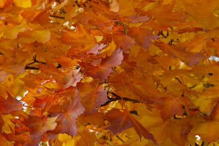 Red leaves of a maple on a branch in the autumn