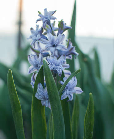 flower in the gardenの写真素材