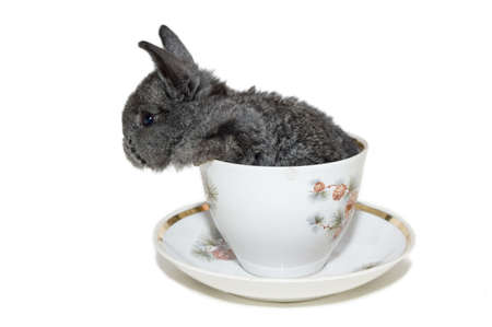 grey small rabbit sitting in the white cup. isolated on whiteの写真素材