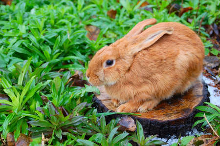 red rabbit sit on the stubの写真素材