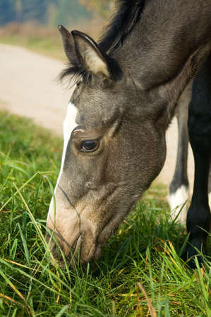 close-up foal head picture on the green grass backgroundの写真素材