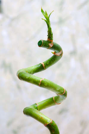 fresh lucky bamboo with water drops の写真素材