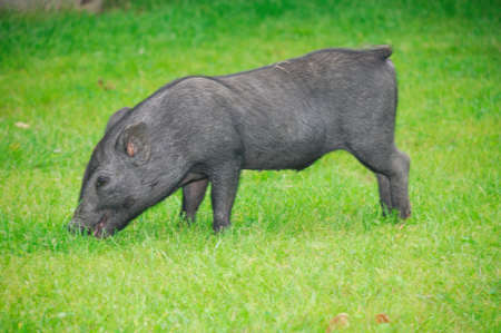 little black pigletの写真素材