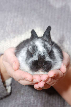small rabbit on the human handsの写真素材