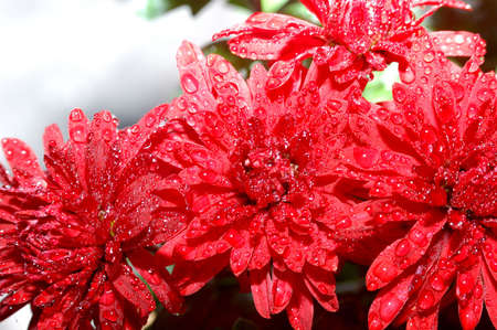Red wet gerberas on white backgroundの写真素材