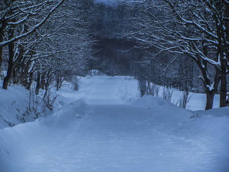 winterの写真素材