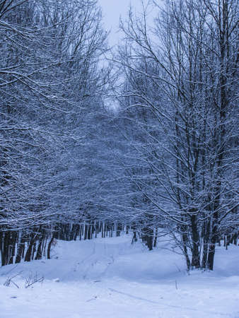 Winter surprise in 2013の写真素材