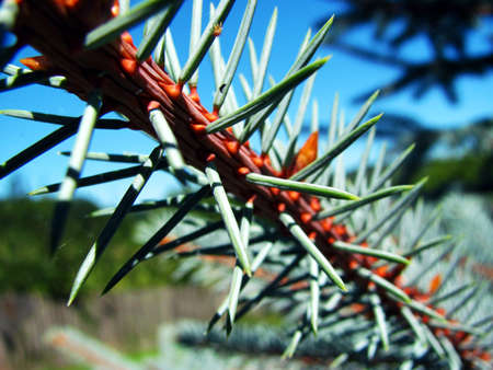                       tree         の写真素材