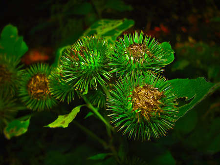 Flowerの写真素材