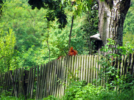 squirrelの写真素材