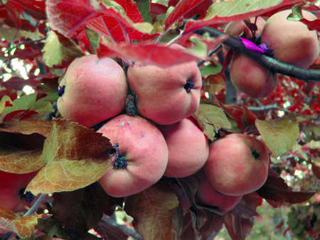 flowerの写真素材