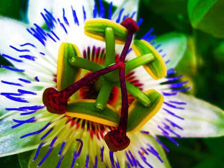 flowerの写真素材