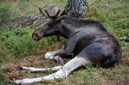 Swedish mooseの写真素材