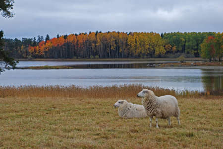 Autumn lake and sheepの写真素材