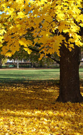 Autumn,leafs