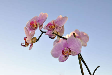 Orchid on a blue sky as backgroundの写真素材