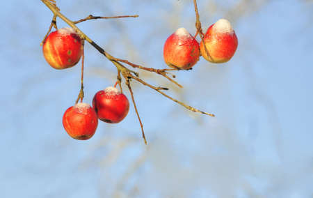 Red appels and blue skyの写真素材