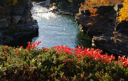 Closeup of billberry sprigs and riverの写真素材