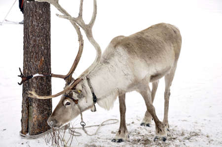 Reindeer in natural environment in scandinaviaの写真素材