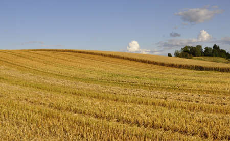 A typically Swedish rural farmlandの写真素材