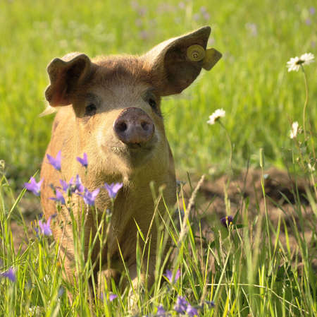 Happy Pigの写真素材