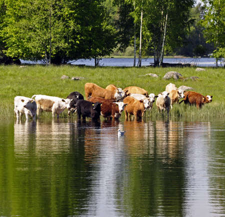 Happy cows in waterの写真素材