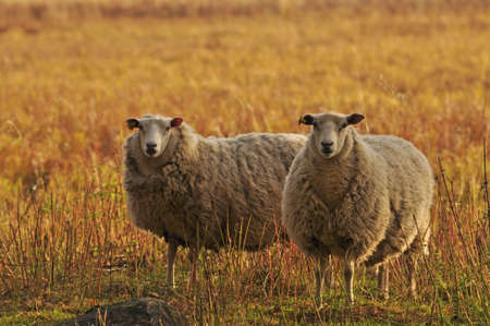 The sheep in the grass field at sunriseの写真素材
