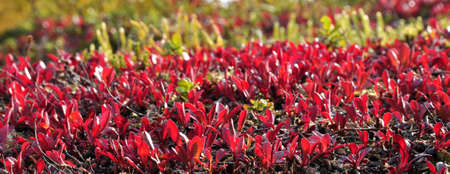 Autumn leafsの写真素材