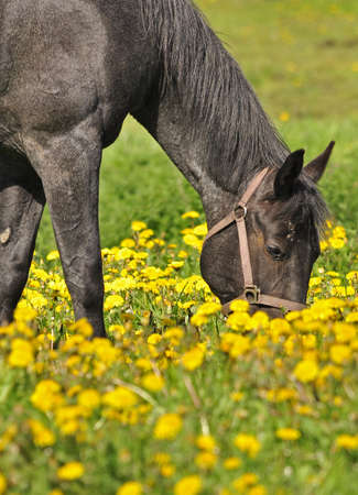 Horse in field surrounded by dandelionsの写真素材