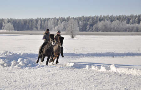 Altuna, Sweden-February 18: A participator of icelandic horse competition race in Altuna, Bjorsbo, February 18, 2011のeditorial素材