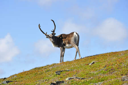 Reindeer in natural environment in northern Scandinaviaの写真素材
