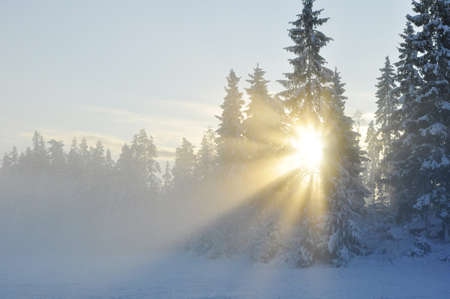 Sunbeams trough the tree in winterの写真素材