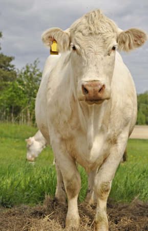 Landscape in summer with white cowsの写真素材