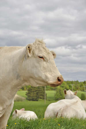 Landscape in summer with white cowsの写真素材