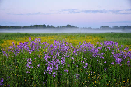 Midnight light and flowers landscape の写真素材