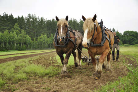 Rasbo, Sweden - July 7: People in retro Working horses day event in Rasbo on July 8, 2012 in Rasbo Swedenのeditorial素材