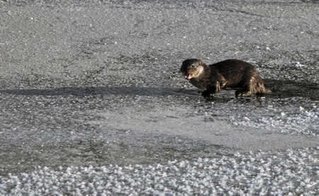 Swedish otter in natural frozen river areaの写真素材