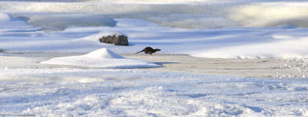 Swedish otter in natural frozen river area