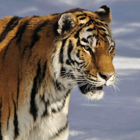 A beautiful siberian tiger in winterの写真素材