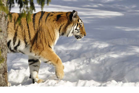 A beautiful siberian tiger in winterの写真素材